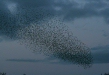 Starling