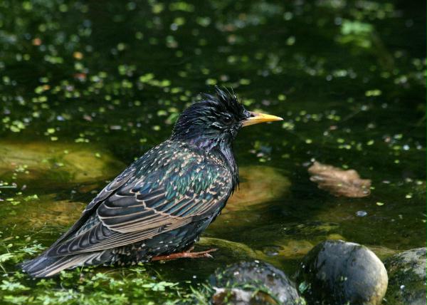 Starling <i>Sturnus vulgaris</i>