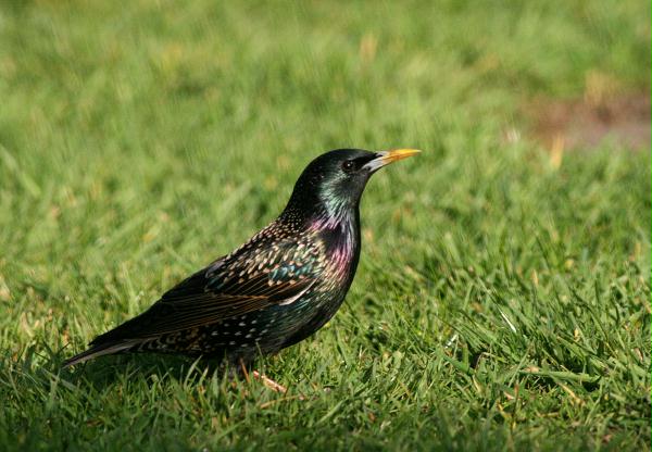 Starling <i>Sturnus vulgaris</i>