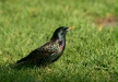 Starling