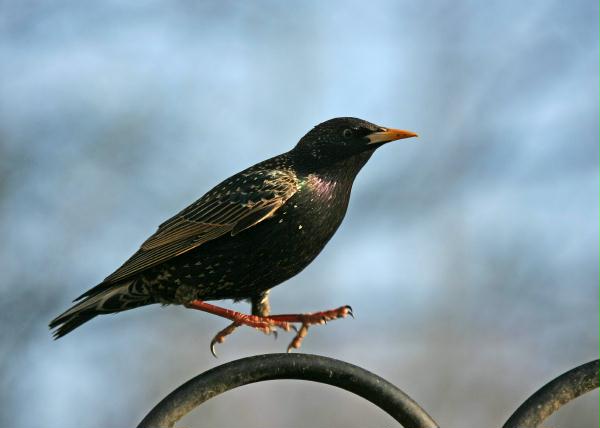 Starling <i>Sturnus vulgaris</i>