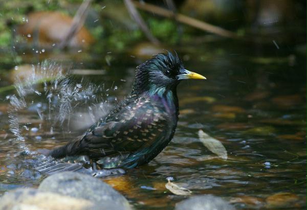 Starling <i>Sturnus vulgaris</i>