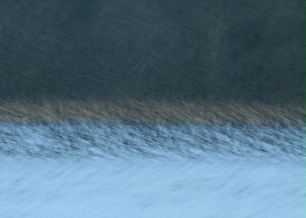 Starling <i>Sturnus vulgaris</i>