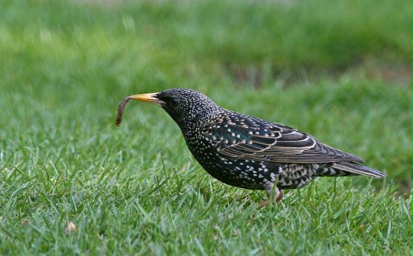 Starling <i>Sturnus vulgaris</i>