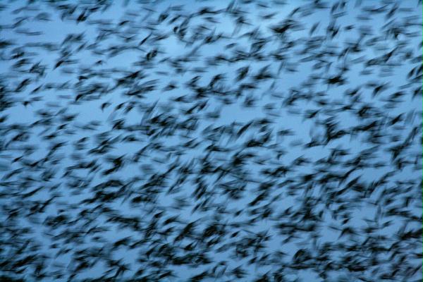 Starling <i>Sturnus vulgaris</i>