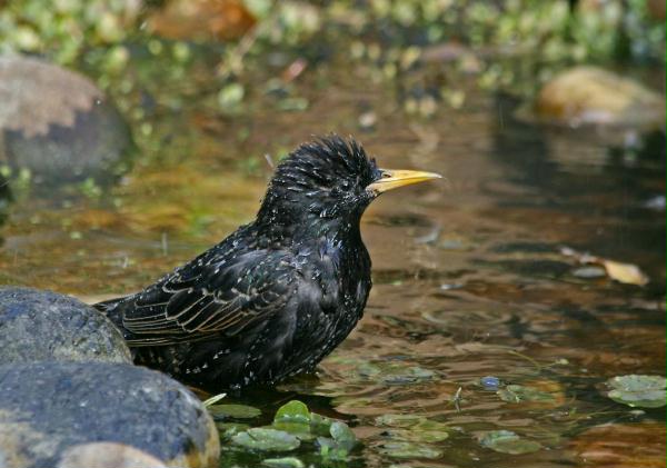 Starling <i>Sturnus vulgaris</i>