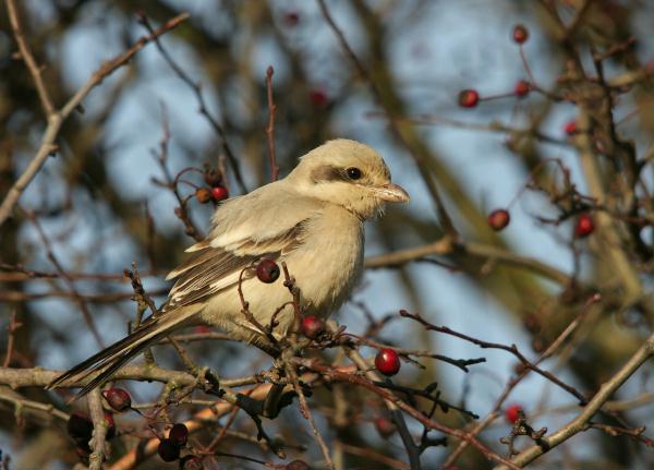 Steppe Grey Shrike <i>Lanius pallidirostris</i>