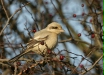 Steppe Grey Shrike