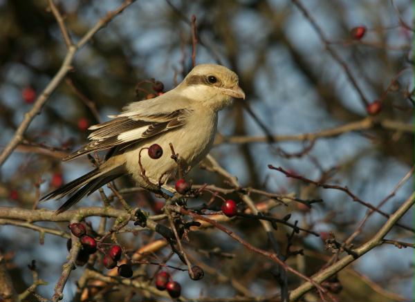 Steppe Grey Shrike <i>Lanius pallidirostris</i>