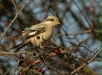 Steppe Grey Shrike