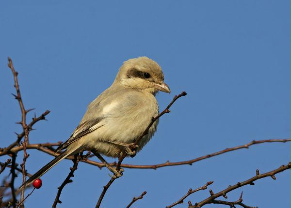 Steppe Grey Shrike <i>Lanius pallidirostris</i>