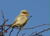 Steppe Grey Shrike
