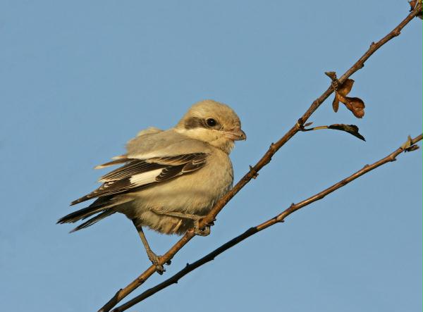 Steppe Grey Shrike <i>Lanius pallidirostris</i>