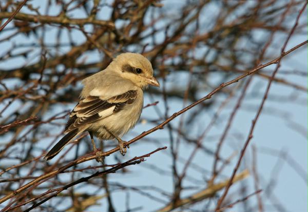 Steppe Grey Shrike <i>Lanius pallidirostris</i>