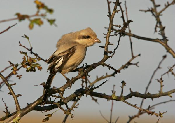 Steppe Grey Shrike <i>Lanius pallidirostris</i>