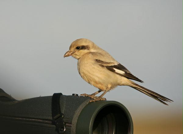 Steppe Grey Shrike <i>Lanius pallidirostris</i>