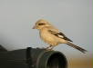 Steppe Grey Shrike