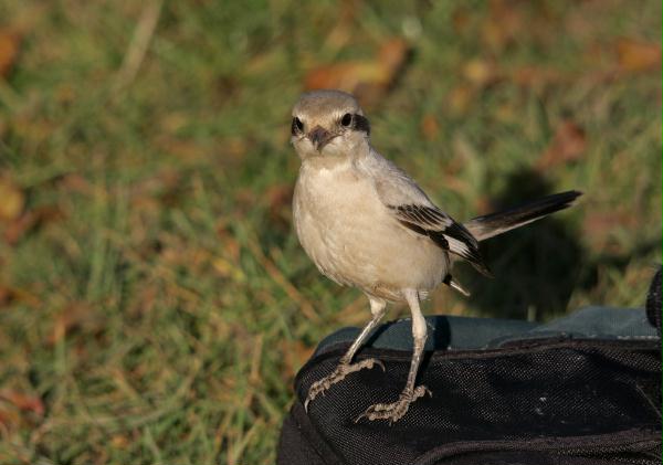 Steppe Grey Shrike <i>Lanius pallidirostris</i>
