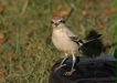 Steppe Grey Shrike