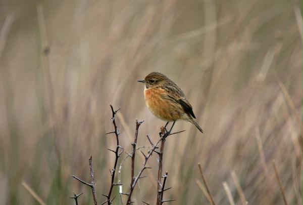 Stonechat <i>Saxicola torquata</i>