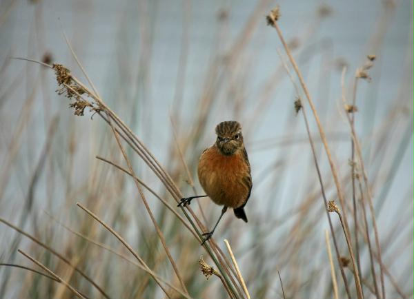 Stonechat <i>Saxicola torquata</i>