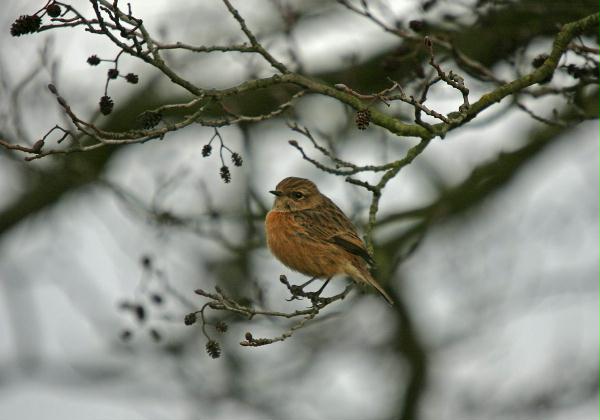 Stonechat <i>Saxicola torquata</i>