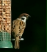 Tree Sparrow