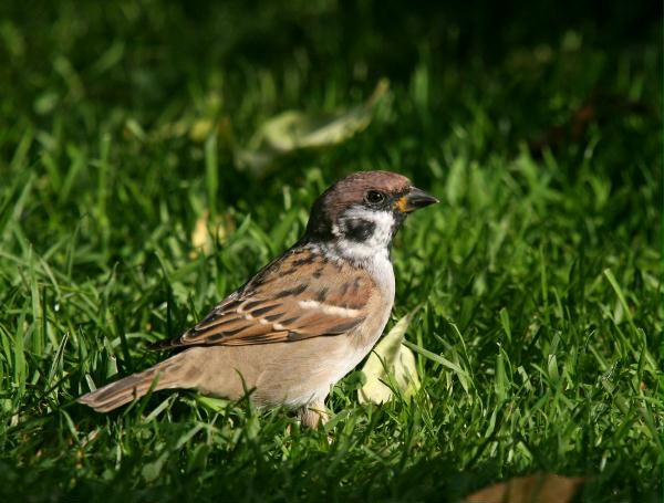 Tree Sparrow <i>Passer montanus</i>