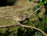 Tree Sparrow