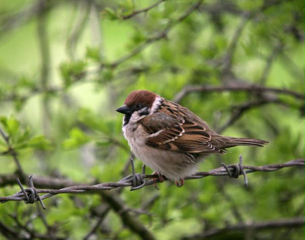 Tree Sparrow <i>Passer montanus</i>