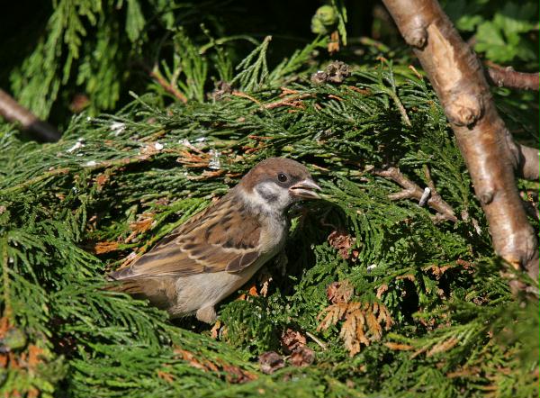 Tree Sparrow <i>Passer montanus</i>