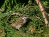 Tree Sparrow