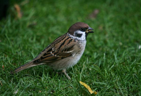 Tree Sparrow <i>Passer montanus</i>