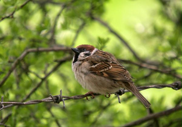 Tree Sparrow <i>Passer montanus</i>