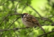 Tree Sparrow