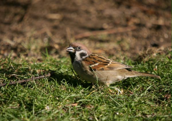 Tree Sparrow <i>Passer montanus</i>