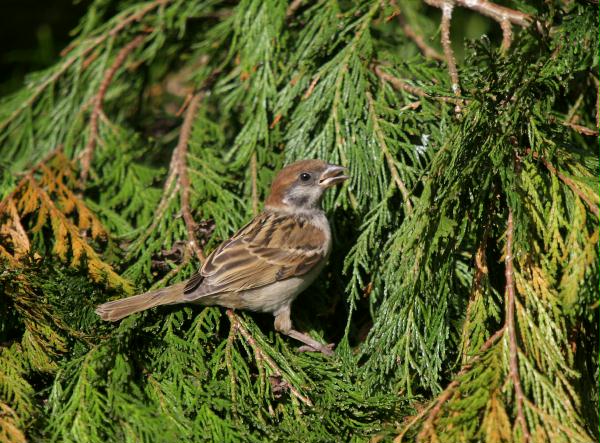 Tree Sparrow <i>Passer montanus</i>