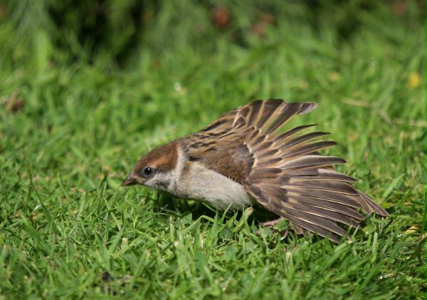 Tree Sparrow <i>Passer montanus</i>