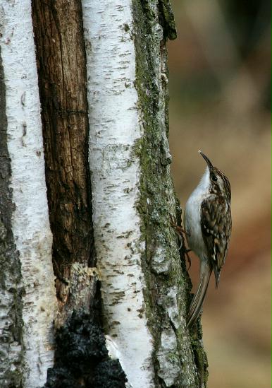 Treecreeper <i>Certhia familiaris</i>