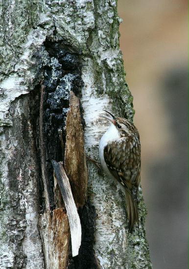 Treecreeper <i>Certhia familiaris</i>