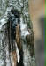 Treecreeper