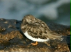 Turnstone <i>Arenaria interpres</i>