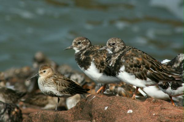 Turnstone <i>Arenaria interpres</i>