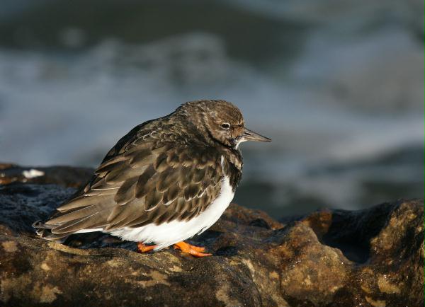 Turnstone <i>Arenaria interpres</i>