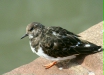 Turnstone
