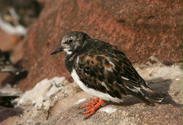 Turnstone <i>Arenaria interpres</i>