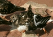 Turnstone