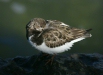 Turnstone