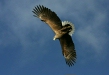 White-tailed Eagle