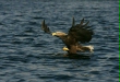White-tailed Eagle
